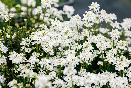 Iberis sempervirens (the evergreen candytuft or perennial candytuft). This plant is native to southern Europe and it is often used as an ornamental garden shrub. This cultivar is the “Fischbeck”.