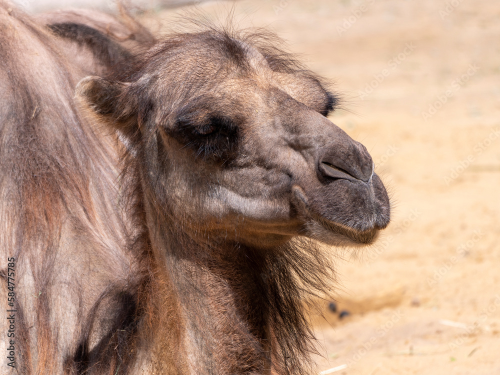 Obraz premium Portrait of a graceful two-humped camel resting in the shade
