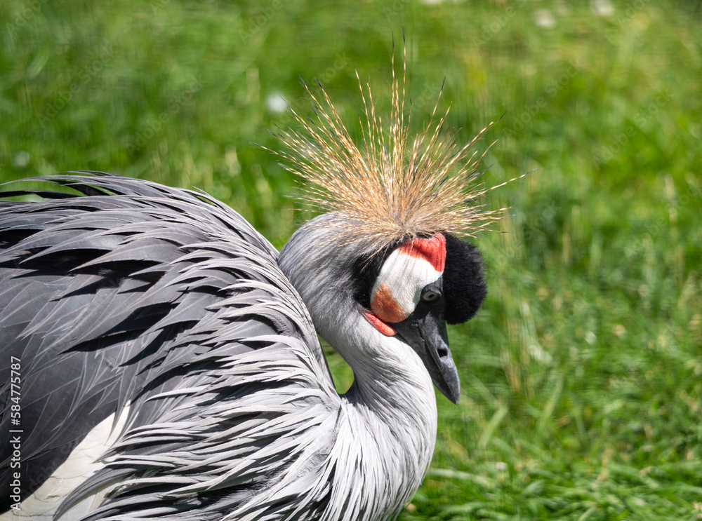 Fototapeta premium Beautiful bird, Grey Crowned Crane with blue eye and red wattle