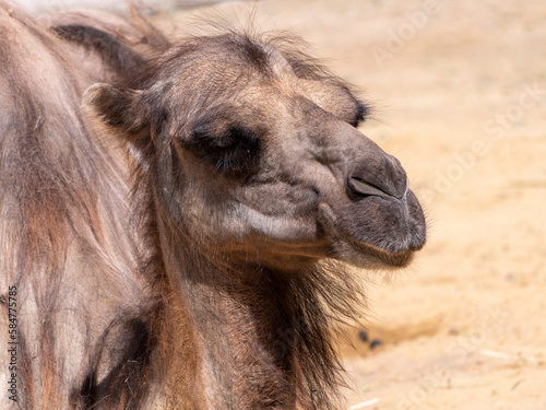 Portrait of a graceful two-humped camel resting in the shade © Arrows