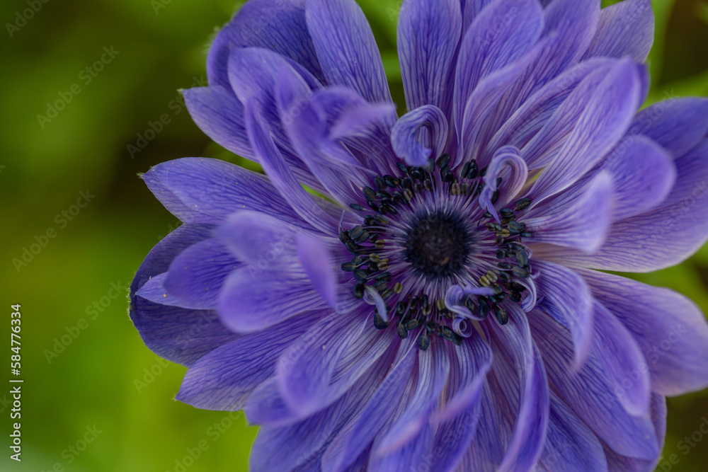 Blooming purple anemone flower on a green background on a sunny day macro photography. Violet flower with purple petals in springtime close-up photo Blooming purple anemone flower on a green background on a sunny day macro photography. Violet flower with purple petals in springtime close-up photo