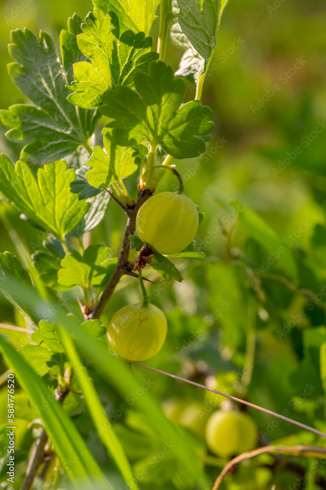 Green gooseberry berries on a green background on a summer day macro photography. Green berries hanging on a branch of a gooseberry bush close-up photo in summertime.