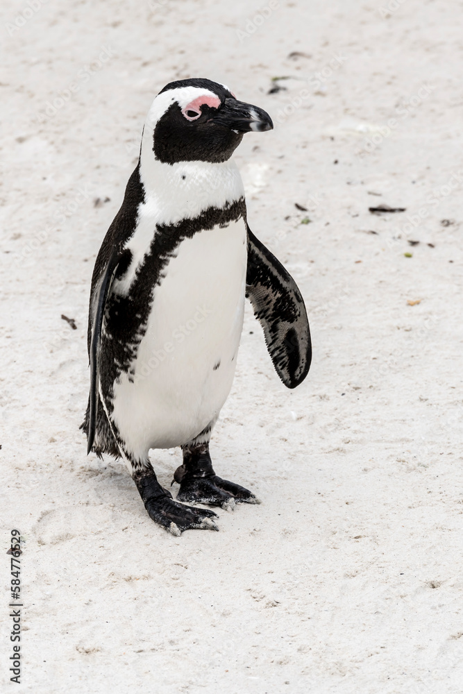 penguin standing on sand at Boulders beach, Cape Town penguin standing on sand at Boulders beach, Cape Town