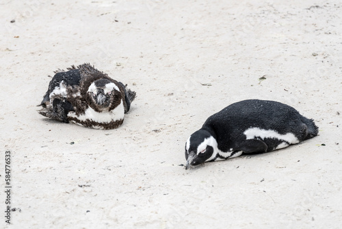 Photos hatchling and grown-up penguins lying on sand at Boulders beach, Cape Town