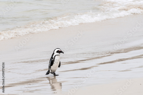 penguin walking on wet sand of water edge at Boulders beach, Cape Town