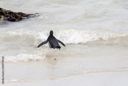 penguin going into water froth at Boulders beach  Cape Town