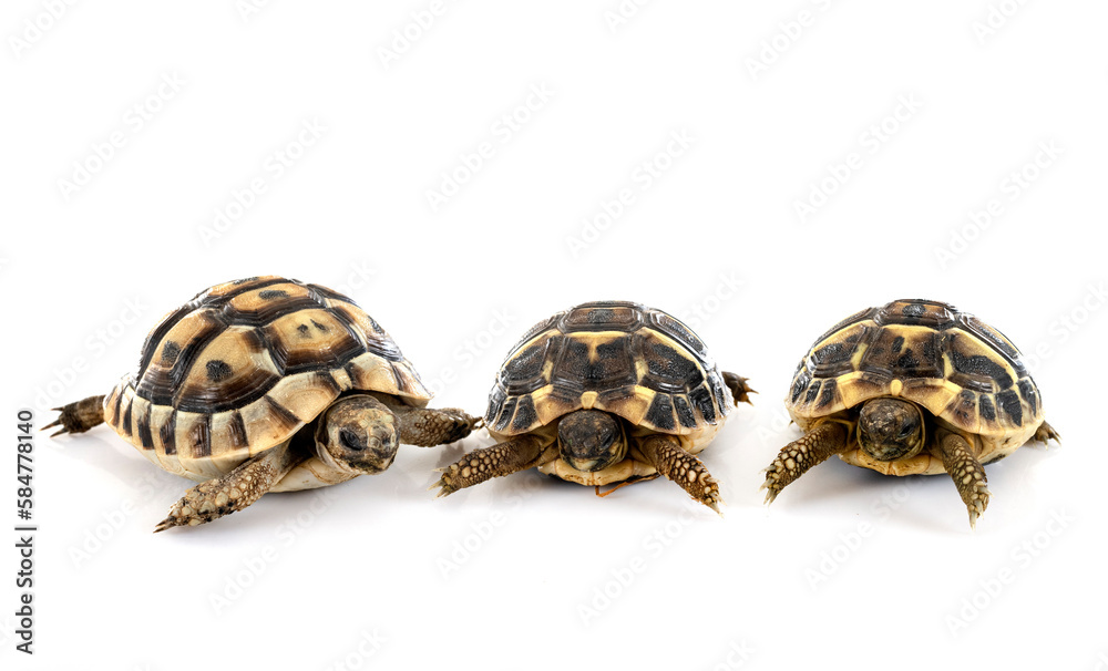 Obraz premium tortoises in studio