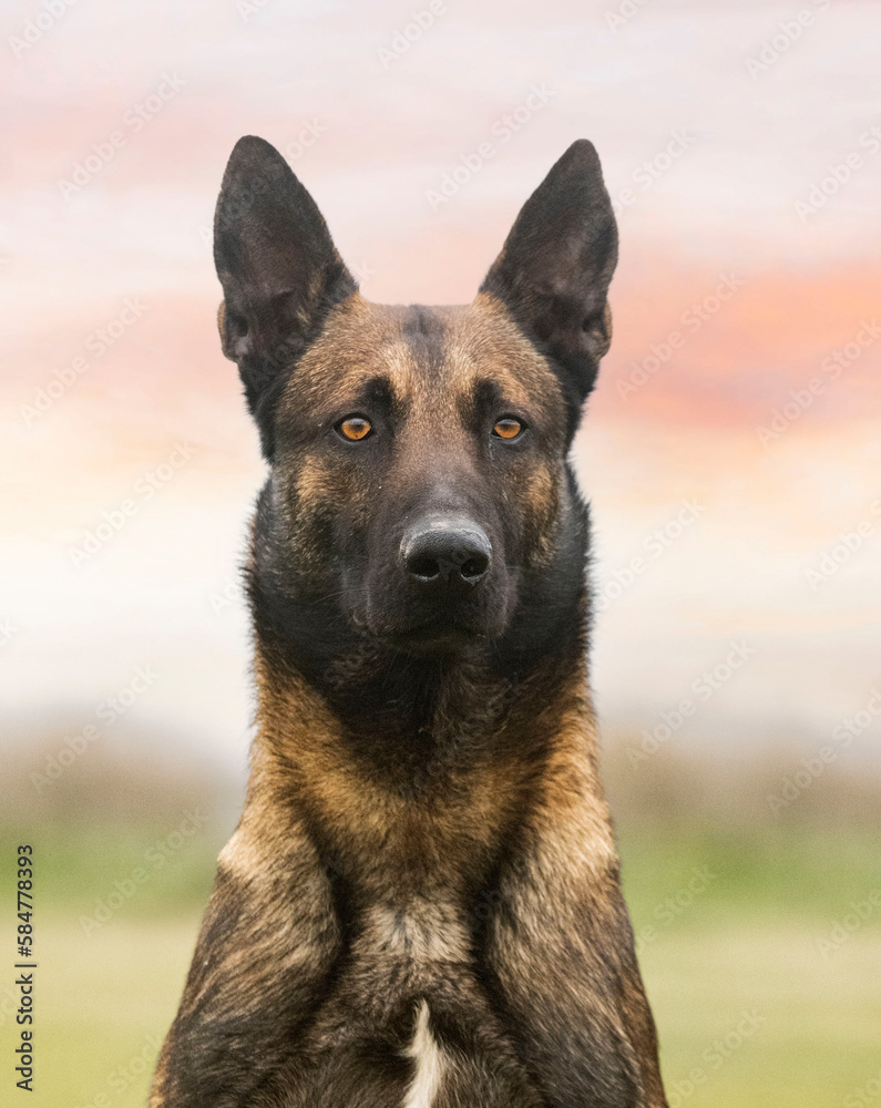 belgian shepherd in nature belgian shepherd in nature