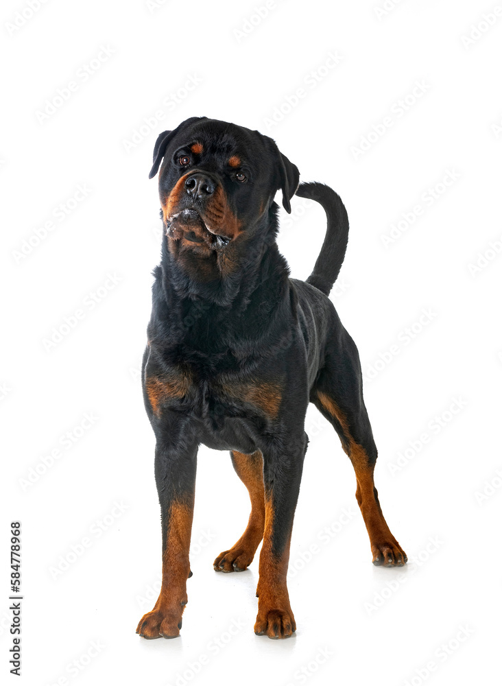 Fototapeta premium rottweiler in studio
