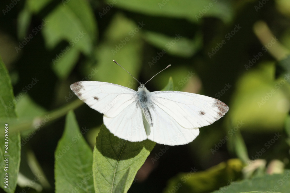 Piéride de la rave (Pieris rapae) Piéride de la rave (Pieris rapae)
