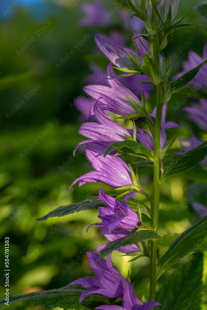 Obraz premium Big purple bellflower in the summer garden macro photography. Wildflowers with bright purple petals on a summer day floral poster for wall decor. Blossom campanula flower wall art poster.
