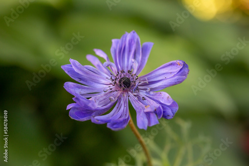 Blooming purple anemone flower on a green background on a sunny day macro photography. Violet flower with purple petals in springtime close-up photo