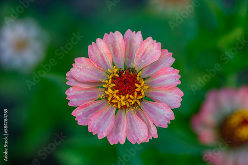 Blossom pink zinnia flower on a green background on a summer day macro photography. Blooming zinnia with pink petals close-up photo in summertime. 
