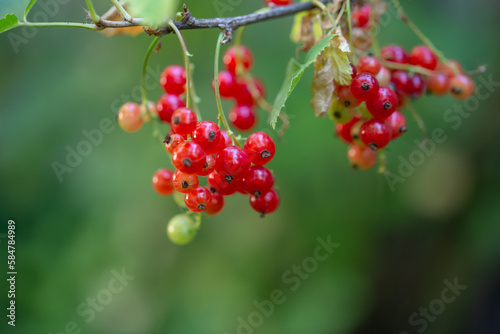 Red berries of currant on a green background on a summer day macro photography. Ripe berries of a red currant hanging on a branch of a bush close-up photo in the summertime.