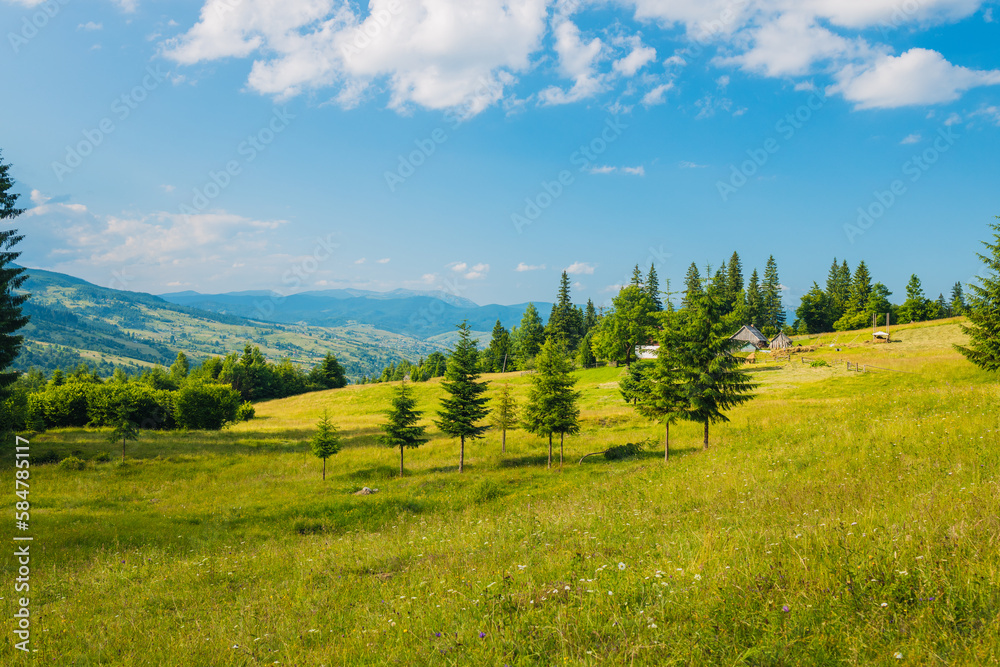 Panoramic view of idyllic mountain scenery in the Carpathians with fresh green meadows in bloom on a beautiful sunny day in springtime, National Park