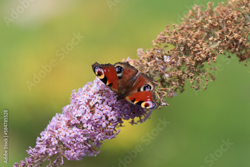 Paon du jour (Aglais io)