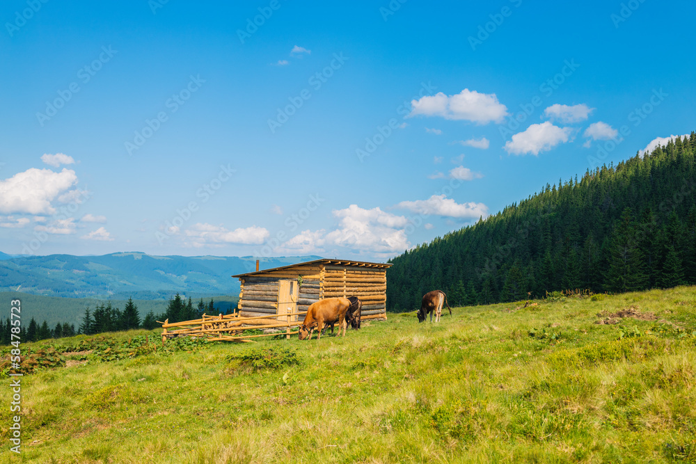 Idyllic summer landscape in the Alps with cow grazing on fresh green mountain pastures Carpathians, Ukraine