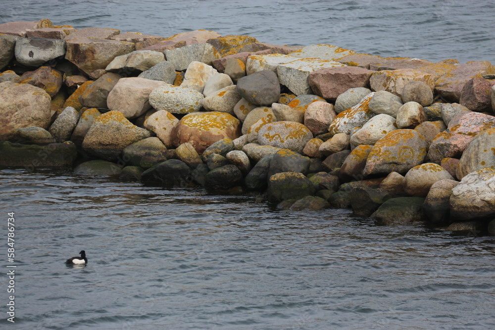 Obraz premium Dragor