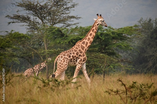 Giraffe in the savannah