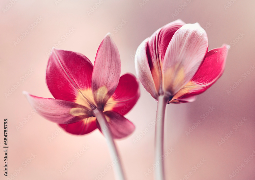 Fototapeta premium Czerwone tulipany botaniczne