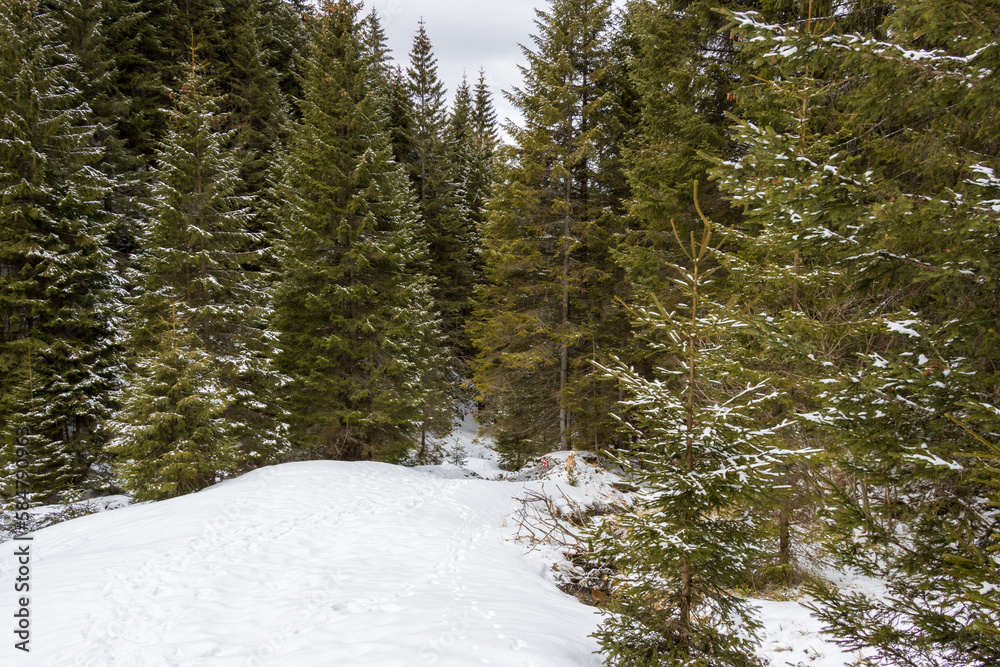 pine forest in winter pine forest in winter