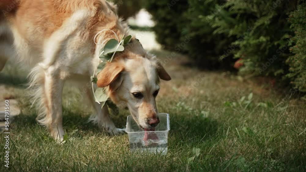 Friendly golden retriever with natural decorative collar grabs clean water from disposable container with his tongue. Dog drinks on very hot exhausting sunny summer day.