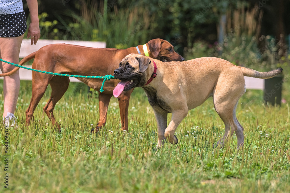 Two dogs play on a green meadow in a city park. Rhodesian Ridgeback and Bullmastiff play and have fun together on a sunny hot summer day. Active and energetic pets in nature. Krakow, Poland.