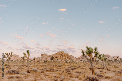 Joshua Tree Landscape at Dawn photo