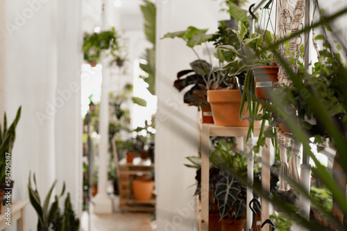 Plant shop with variety of articles for sale photo