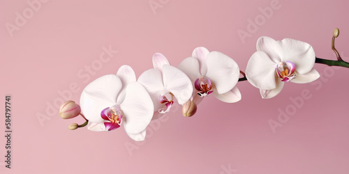 Elegant Solitude: A Single Orchid Blossom for Beauty & Wellness Inspiration. Ai Generated Art. Wallpaper and Background. Concept Art for Health, Beauty and Wellness.