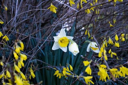 yellow flowers in spring