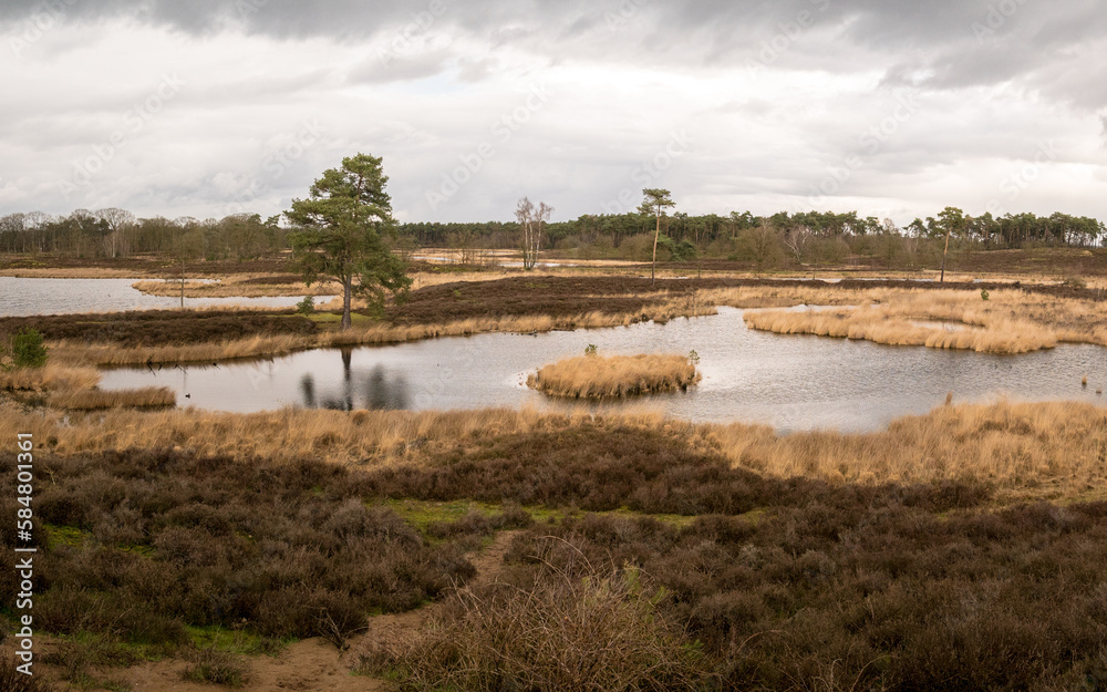 Beautiful fen landscape in the Hatertse Vennen in Overasselt, The Netherlands on a cloudy day in March