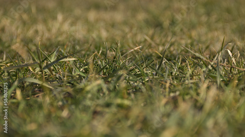 Green grass. The front background is blurred. The background is blurred. Macro.