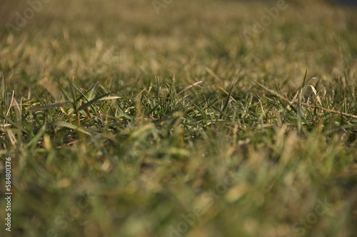 Green grass. The front background is blurred. The background is blurred.