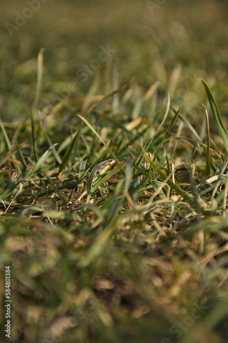Green grass.Green lawn. The front background is blurred. The background is blurred. Macro. Vertical.