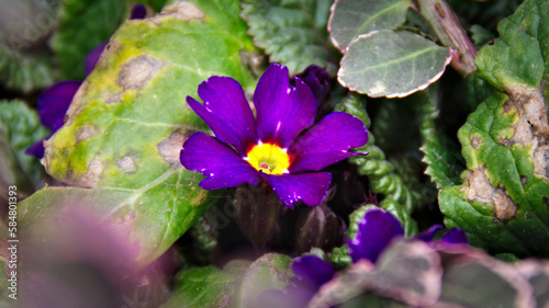 Purple flower. Primrose. In the middle of green leaves. Macro.