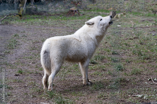 Loup blanc 2023 5/5