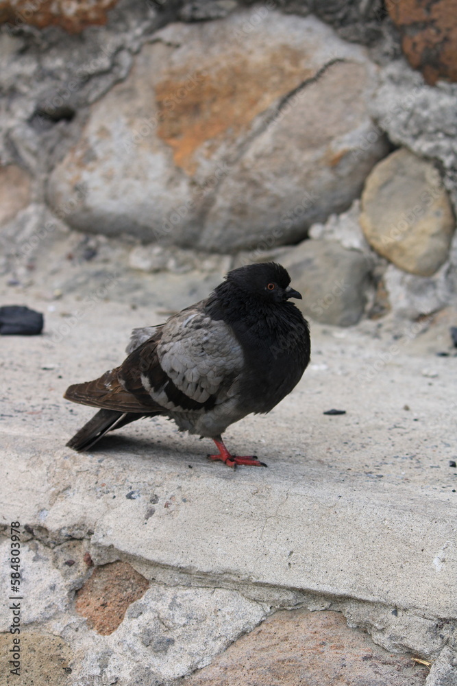 Obraz premium paloma posando 