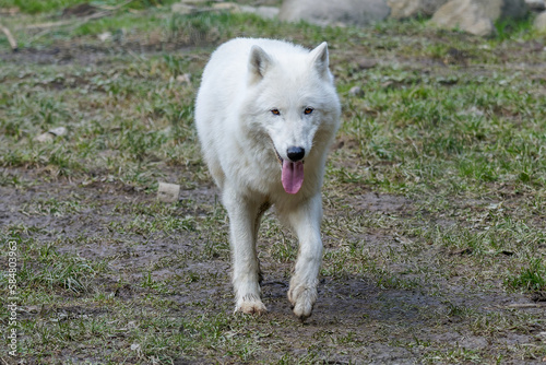 Loup blanc 2023 4/5