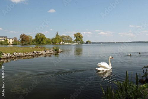 Schwerin swan on the lake