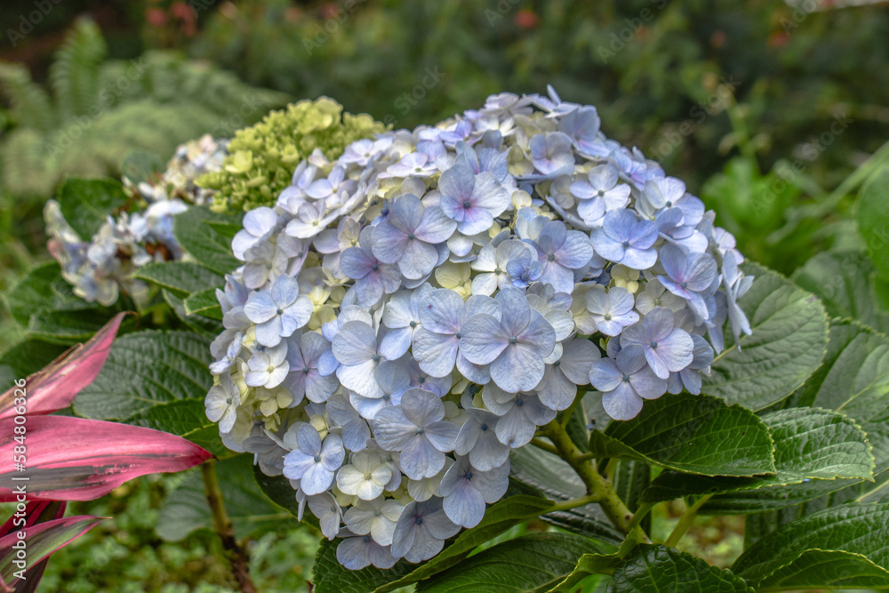 Hydrangea flower growing in mountain another angel Hydrangea flower growing in mountain another angel