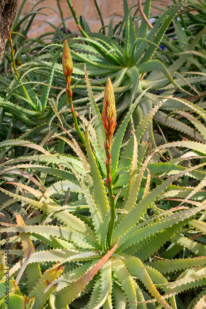 Obraz premium Large cactus type succulent presumed to be of the Aloe Vera family growing in a church grounds on the Mount of Olives Israel