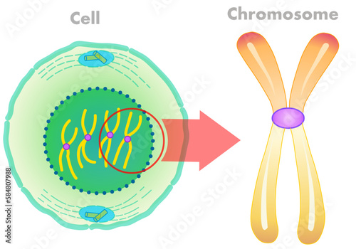 Cell and chromosome structure. Chromosomes are found inside the nucleus. Parts anatomy, diagram, Telomere, chromatid, centromere. Big to small. Microscopic zoom. Green yellow illustration vector