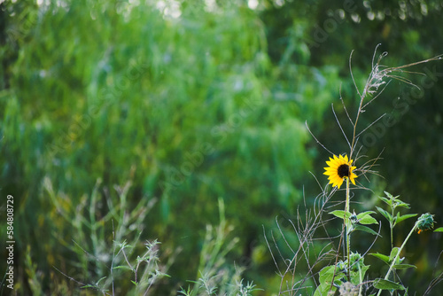 Sunflower in a meadow