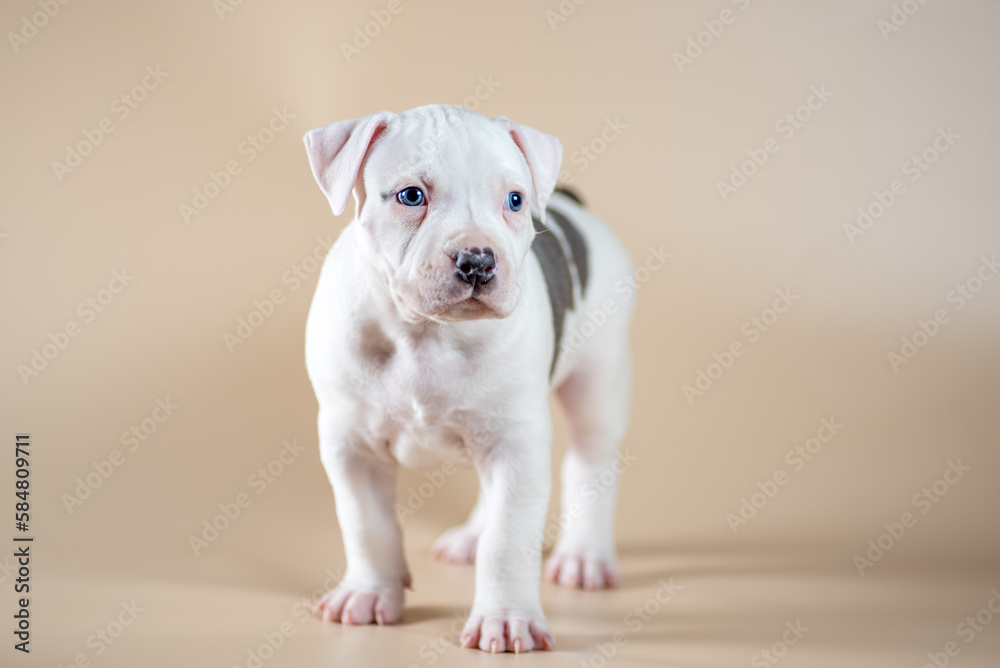 white spotted blue-eyed Staffordshire Terrier puppy on a light beige studio background