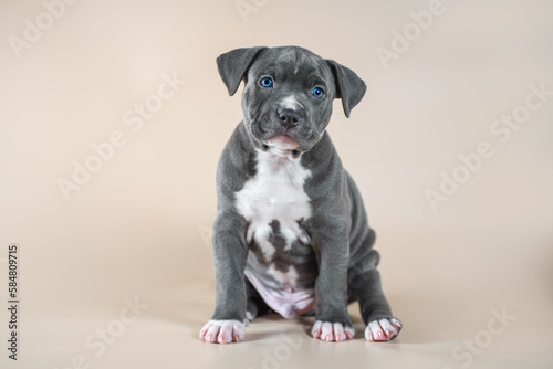 gray spotted blue-eyed Staffordshire Terrier puppy on a light beige studio background