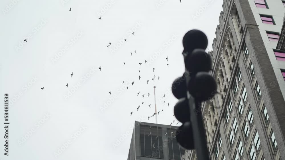 Slow motion footage of a flock of birds flying downtown in a city on an overcast day