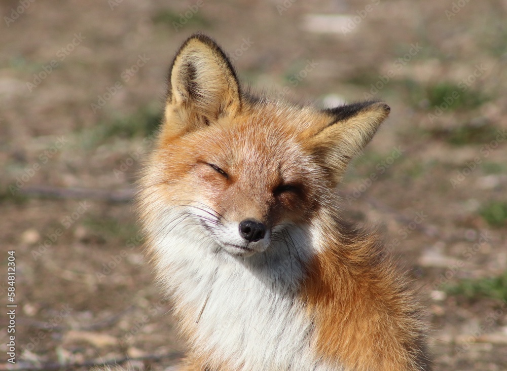 red fox vulpes red fox vulpes