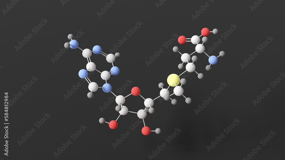 s-adenosyl methionine molecule, molecular structure, cosubstrate, ball and stick 3d model, structural chemical formula with colored atoms s-adenosyl methionine molecule, molecular structure, cosubstrate, ball and stick 3d model, structural chemical formula with colored atoms
