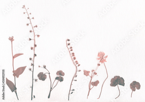 Fototapeta Naklejka Na Ścianę i Meble -  Dray Flower and Grass Herbarium. Paper texture.